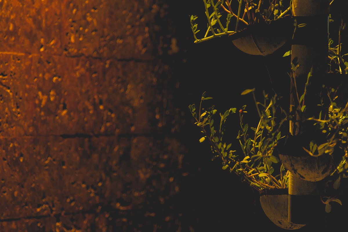 Image of a pot with plants hanging on a rope