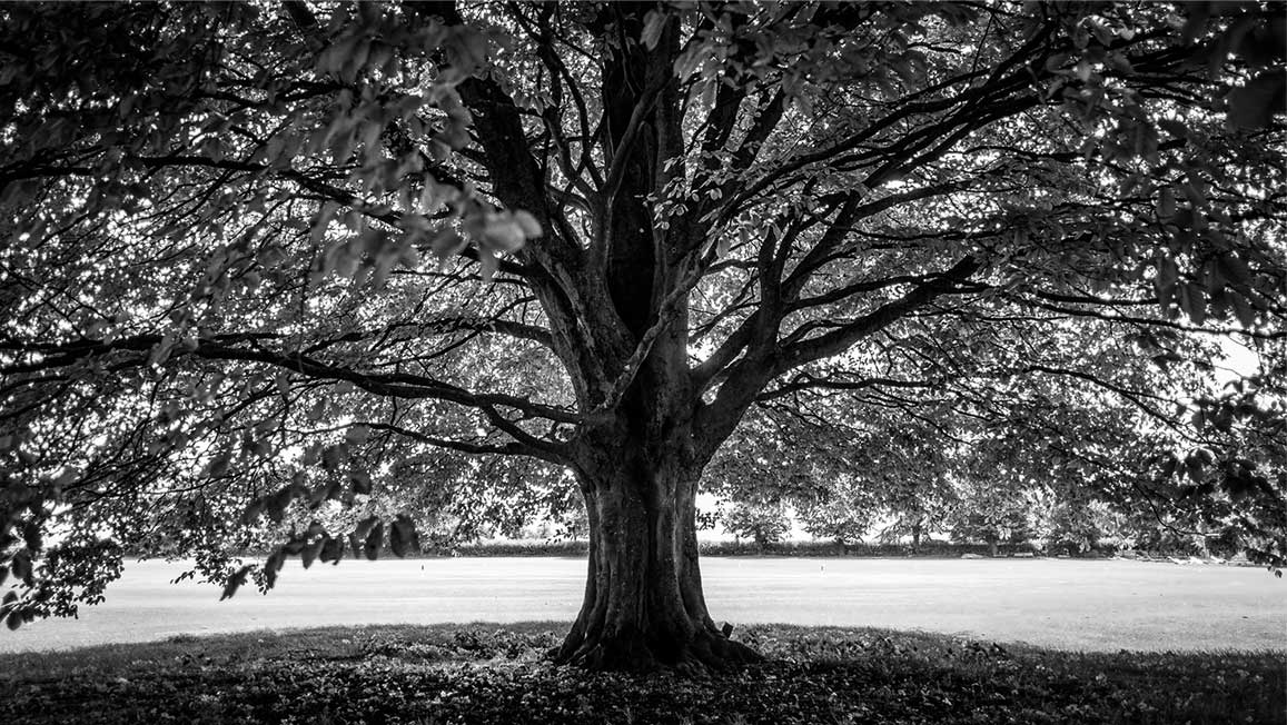 A tree in a park